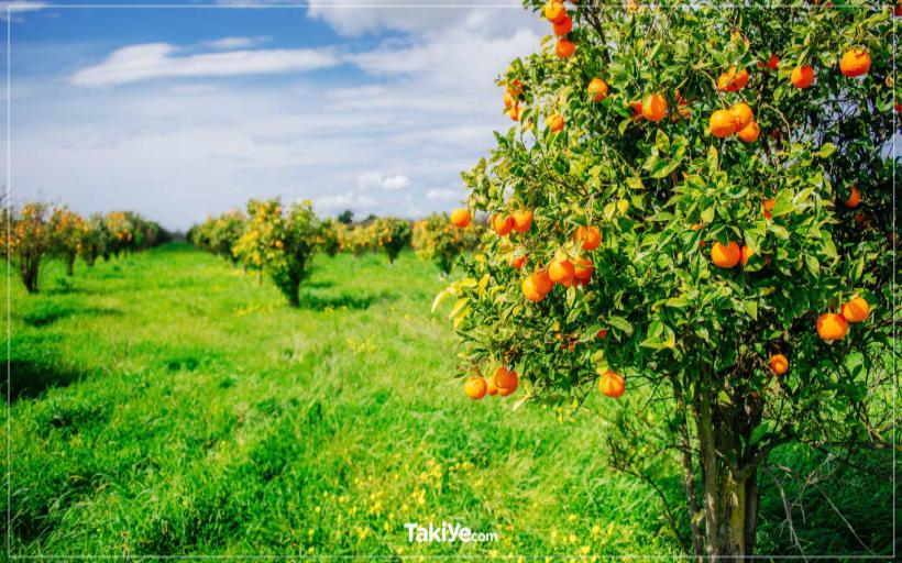 İstihare Rüyasında Ağaç Görmek