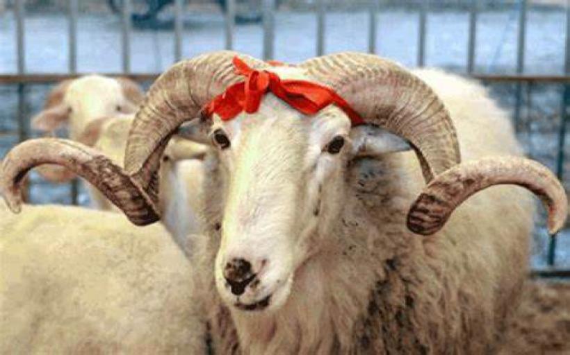 İstihare Rüyasında Kurban Bayramı Görmek